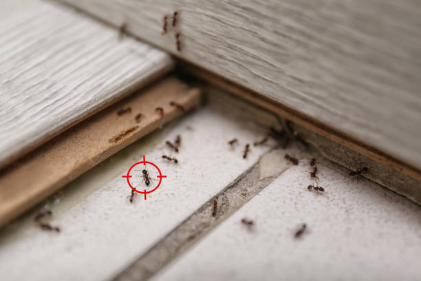 Best Spider Control Near Me  in Orinda, CA