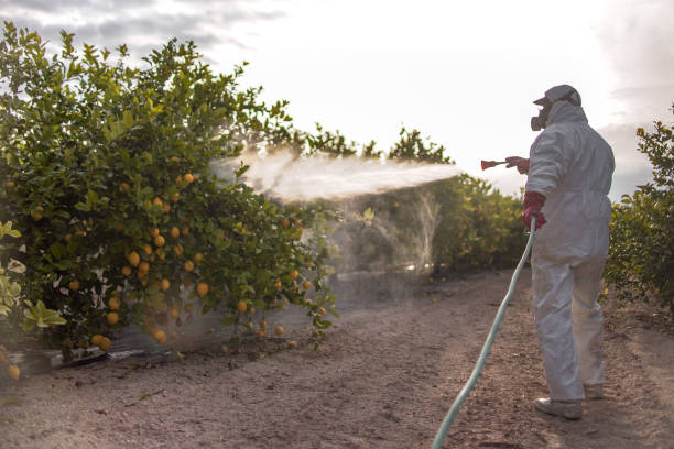 Best Wasp Removal Services  in Orinda, CA
