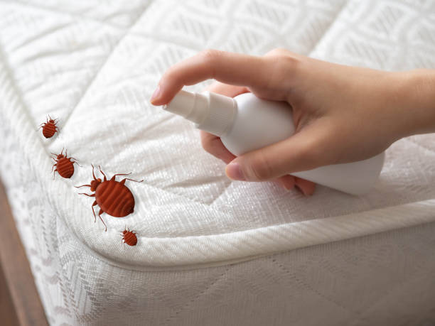 Best Emergency Pest Control  in Orinda, CA