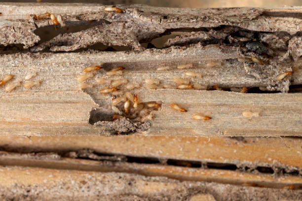 Best Best Pest Control Companies  in Orinda, CA