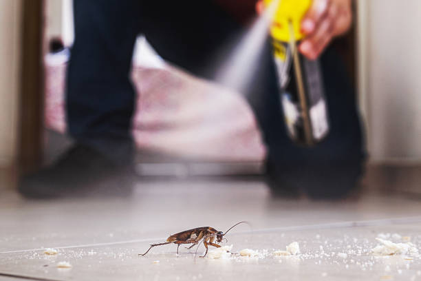 Best Flea Control Services  in Orinda, CA